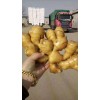 求购面姜生姜