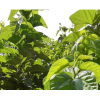 供应菜桑苗 桑芽菜苗价格